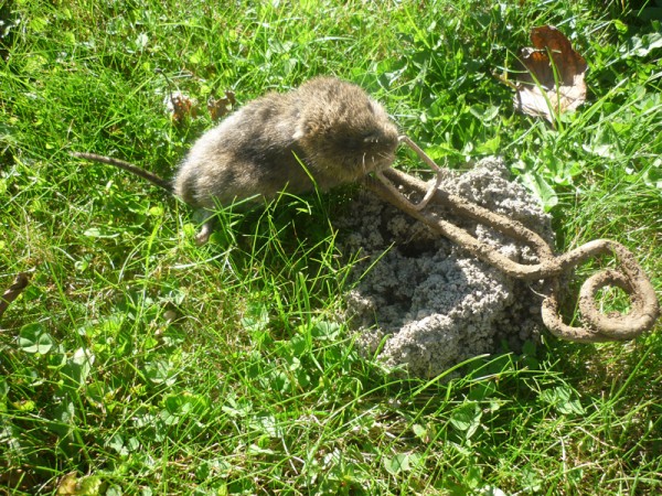 Piège à taupe : L'arme ultime pour éloigner les taupes de votre potager.